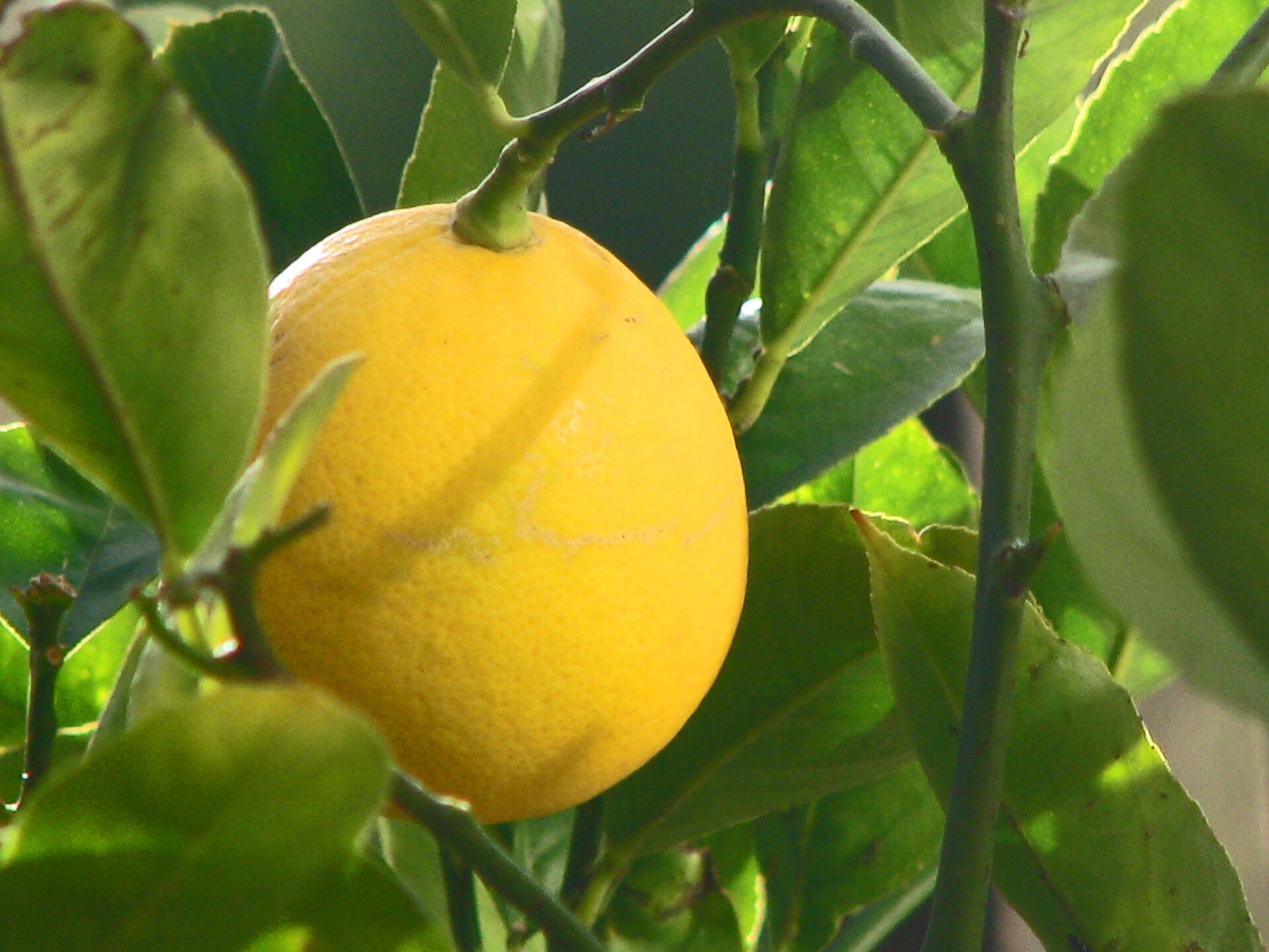 Round Meyer lemon with a green leaf